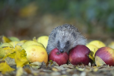European hedgehog (Erinaceus europaeus) adult animal walking over fallen apples in a garden in the