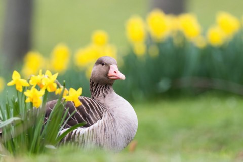 A grey goose (Anser anser) sits in the grass and looks into the distance, surrounded by daffodils,