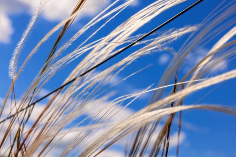 Feather grass (Stipa pennata) from below against a blue sunny sky