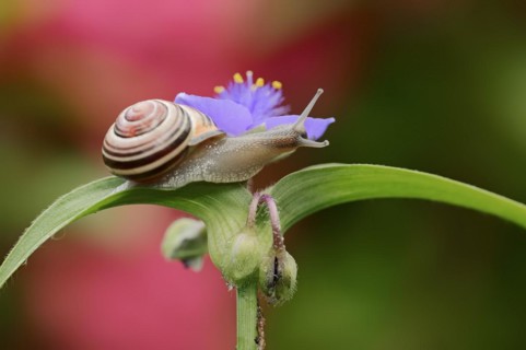 Grove snail (Cepaea nemoralis) on garden three-master flower (Tradescantia andersoniana), flower,