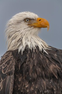 Bald eagle, Haliaeetus leucocephalus, portrait, adult, winter, Homer, Alaska, USA, North America