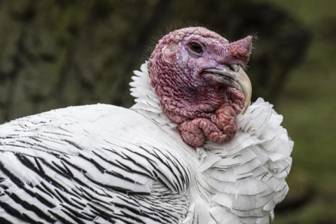 Cröllwitz turkeys (Meleagris gallopavo f. domestica), portrait, Nordhorn Zoo, Lower Saxony,