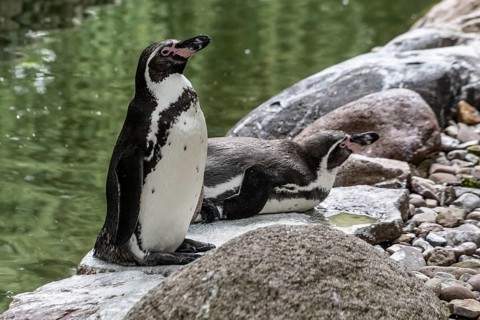 Humboldt penguins (Spheniscus humboldti), Walsrode Bird Park, Lower Saxony, Germany, Europe
