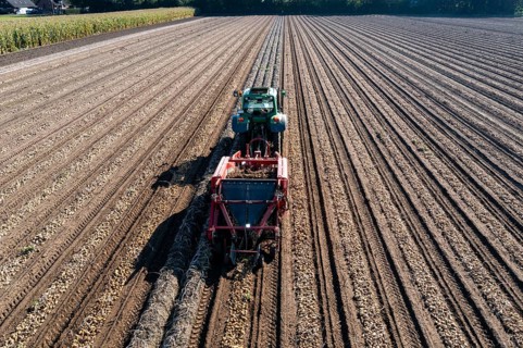 Potato harvest, so-called split harvesting method, first the tubers are taken out of the ground