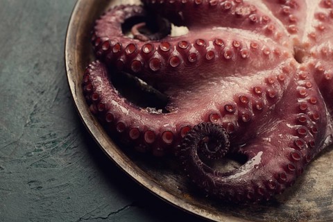 Boiled octopus, close-up, rustic style, no people, top view, close-up