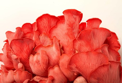 Pink oyster mushroom, bunch, close-up, raw, no people