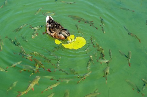Female mallard (Anas platyrhynchos) eating the leaf of a European white water lily (Nymphaea alba),