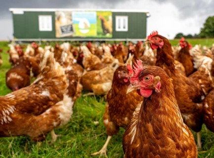 Chickens in a meadow, mobile housing, free-range chickens, free-range eggs, north of