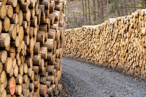 Felled, stacked spruce trunks, forest dieback in the Arnsberg Forest nature park Park, over 70 per