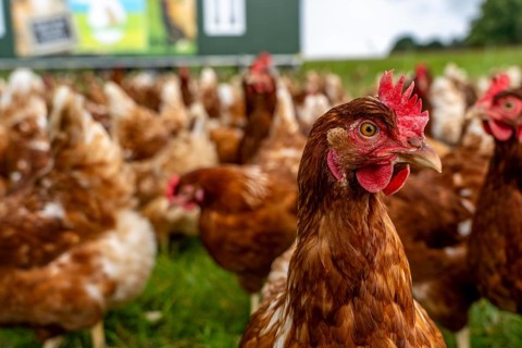 Chickens in a meadow, mobile housing, free-range chickens, free-range eggs, north of