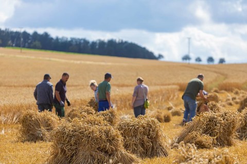 The Cunnersdorf village association presented historical harvesting techniques in agriculture,