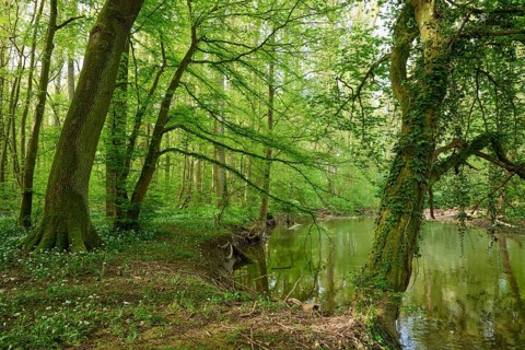 Light-flooded forest with river Kinzig, green leaves and blooming wild garlic on the forest floor