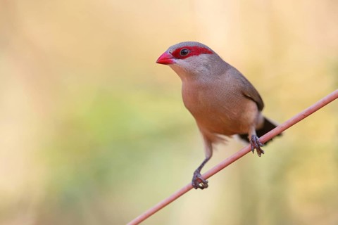 Black-rumped waxbill (Estrilda troglodytes), Grey Astrilda, family of the magnificent finches,
