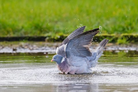 Common wood pigeon (Columba palumbus) bathing in water of pond
