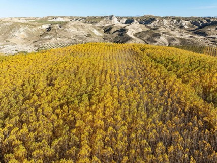 European Aspen (Populus tremula) in autumnal colours. Cultivated for timber. Aerial view. Drone