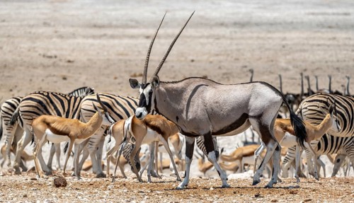 Gemsbok (Oryx gazella) with herds of springbok (Antidorcas marsupialis) and plains zebra (Equus