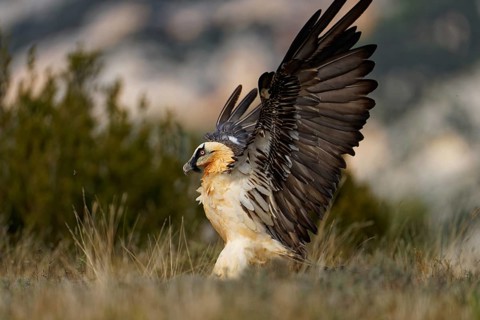 Old bearded vulture (Gypaetus barbatus), landing, Luderplatz, portrait, evening light, Catalonia,