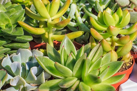 Set of beautiful little plant, succulent in a small plastic flower pot