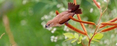 African Silverbill, (Lonchura cantans), on perch, Ayn Tobroq and Ayn Athum junction, Salalah,
