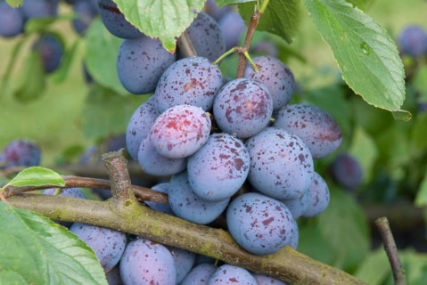 Plum (Prunus domestica 'Hanita'), Bundessortenamt Prüfstelle Marquardt, Marquardt, 81