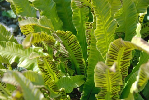 Hart's-tongue (Asplenium scolopendrium), Botanic Garden, Berlin, 81