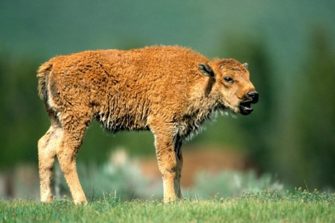 Bison, young animal, (Bison bison), Buffalo, Wyoming, Colorado, USA, North America