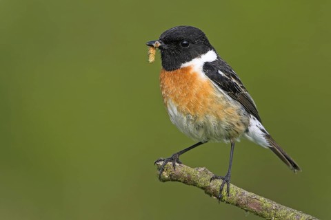 Stonechat, (Saxicola torquata), foraging, male, Bad Dürkheim district, Eich, Rhineland-Palatinate,