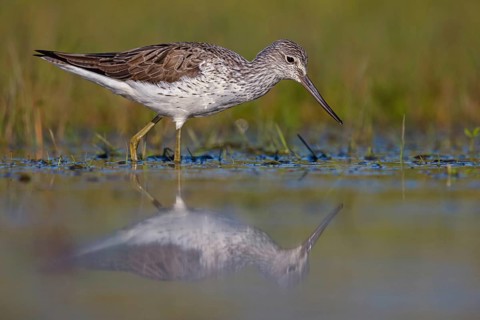 Common greenshank (Tringa nebularia) Chevalier aboyeur, Archibebe Claro, Offstein sewage ponds,
