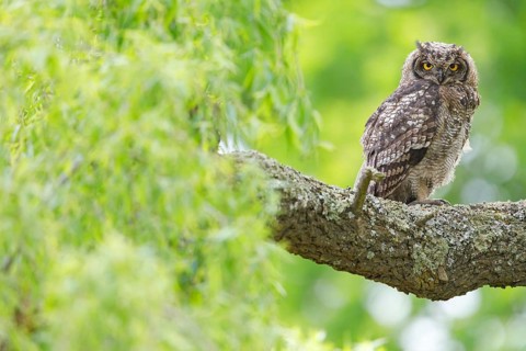 Spotted eagle-owl (Bubo africanus), Grand-duc africain, Wakkerstrom surroundings, Wakkerstrom,