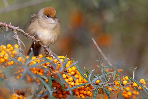 Blackcap (Sylvia atricapilla), Fauvette a tête noire, Curruca Capirotada, Branch, branch, Ormoz