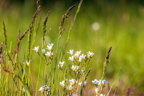 Flowering Meadow saxifrage (Saxifraga granulata) on a flower meadow in the summer