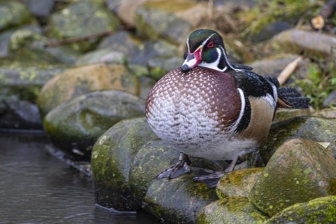 Wood duck (Aix sponsa), Nordhorn Zoo, Lower Saxony, Germany, Europe