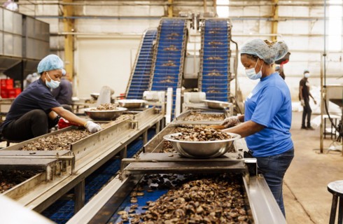 KAJU, Cashew factory. Women picking out the whole nuts from the shells on a conveyor belt, cashew