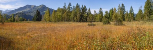 Moor in autumn, moor pond near Oberstdorf, behind it the Fellhorn, 2037m, OberallgÃ¤u, AllgÃ¤u,