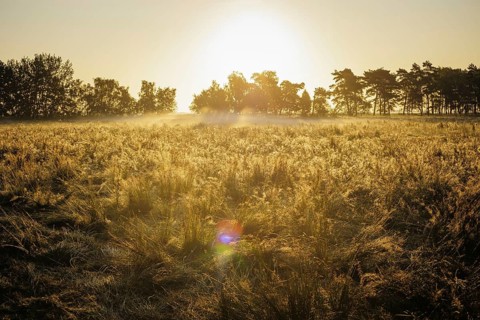 The sun rises over a field near Born am DarÃŸ. Born, 01.08.2024