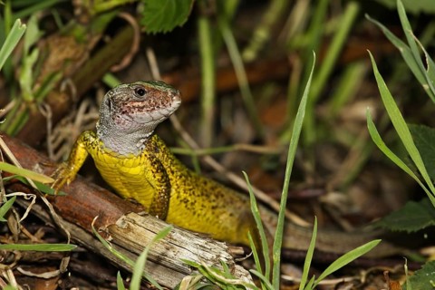 Green lizard, Lacerta viridis, European green lizard