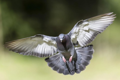 City dove (Columba livia forma domestica) in flight, wildlife, Germany, Europe