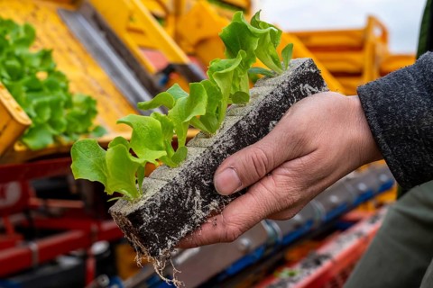 Lettuce plants, in press pots, they are planted in a field with a planting machine, agriculture,