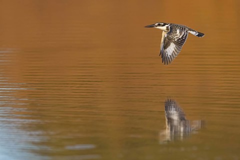 Pied kingfisher (Ceryle rudis), Alcyon pie, MartÜn Pescador PÜo, Marakissa River Camp