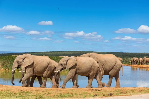 African elephant, (Loxodonta african), Addo Elephant National Park, Addo Camp, Western Cape, South