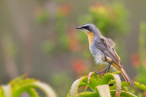 Cossypha caffra, family of flycatchers, Underberg surroundings, Underberg, KwaZulu-Natal, South