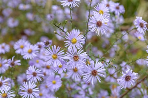 Smooth aster (Aster laevis 'Blauschleier'), Anhalt University of Applied Sciences, Bernburg,