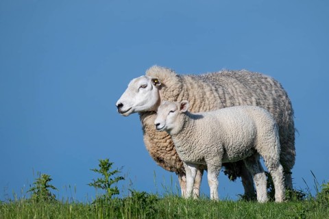 Ewe with lamb on the dyke, Hauke-Haien-Koog, North Frisia, Schleswig-Holstein, Germany, Europe