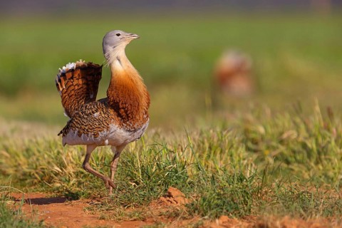 Great bustard (Otis tarda), Outarde barbue, Avutarda Comun, Spain, Toledo, Hides De Calera / Great