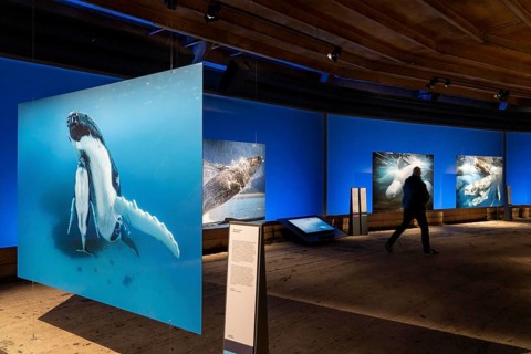Plante Ozean exhibition in the Gasometer in Oberhausen, the world's oceans in their fragile beauty