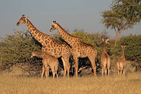 A herd of giraffes (Giraffa camelopardalis giraffa) in the early morning light, Okapuka Ranch,