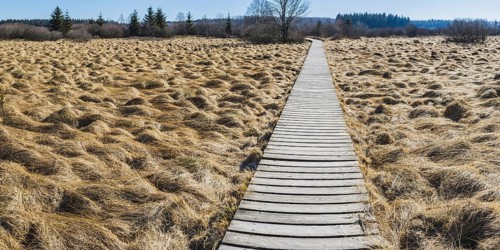 Areas overgrown with moor grass (Molinia), German-Belgian High Fens-Eifel nature park Park, largest