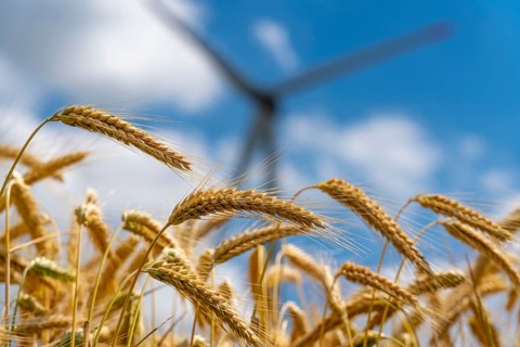 Grain field, ready for harvest, barley, ears of grain, rotors of a wind power plant
