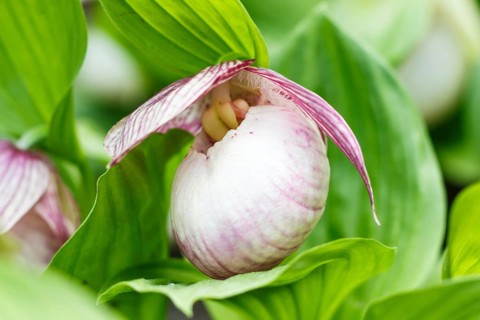 Beautiful orchids of different colors on green background in the garden. Lady's-slipper hybrids.