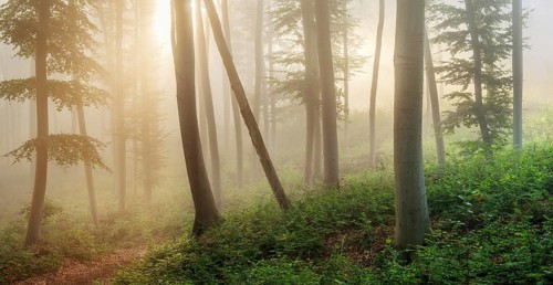 Natural beech forest in the morning light, the sun shines through the morning fog, near Freyburg